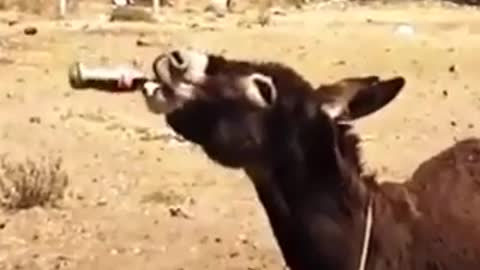 Donkey after drink beer