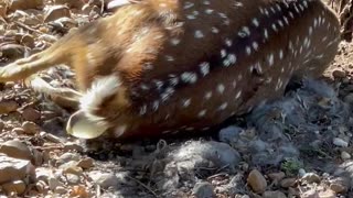 Axis deer giving birth