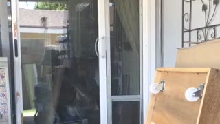 Inteligente loro usa la puerta del perro para salir de la casa