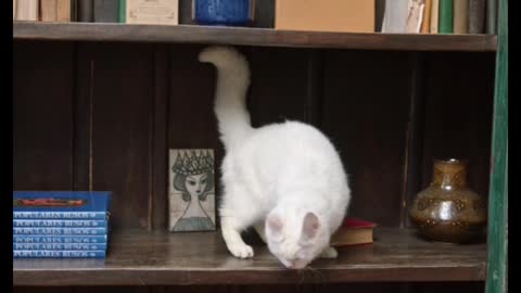 Cat Jumping On The Book Shelves#cat990 #cat #shorts