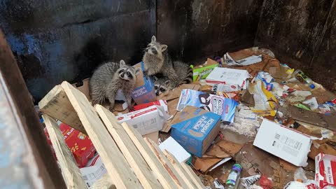 Dumpster Raccoons!