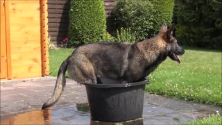 Dog playing in the water tank
