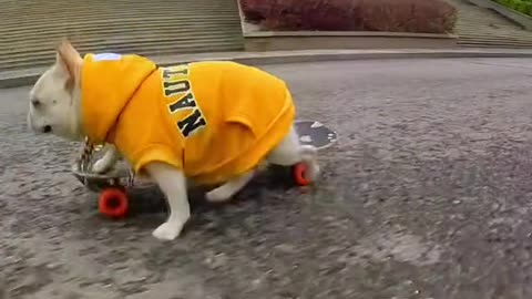 French Bulldog wearing yellow clothes playing skateboard