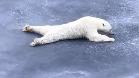 polar bear spreads it's weight and crawls across thin ice