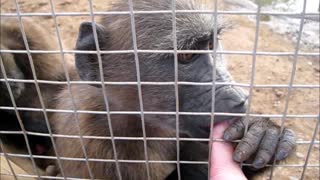 Adorable baby baboon has the hiccups