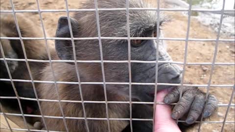 Adorable baby baboon has the hiccups