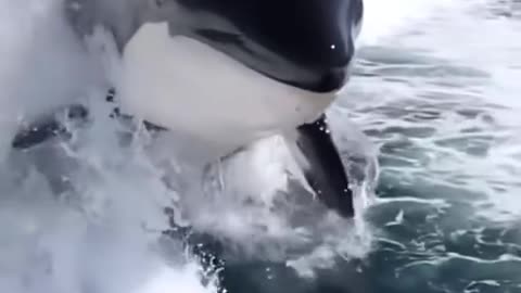 killer whales play