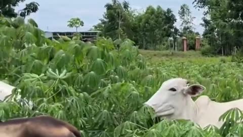 My cattle are grazing king grass in the rice fields. #cattle #animal