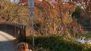 Daughter Escorts Ducks