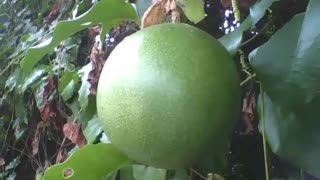 Passion fruit still green among the leaves in the botanical garden [Nature & Animals]