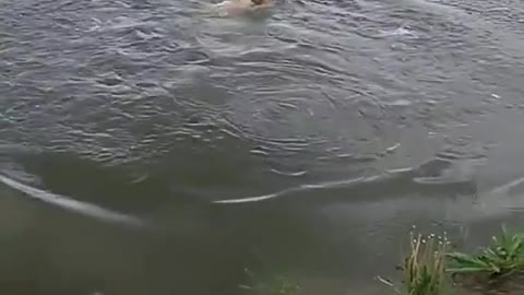 Labrador jumping into water