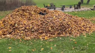 Dog Saves Dad From Leaf Pile