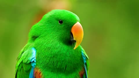 The Most Bealtiful And Exotic Birds In The World