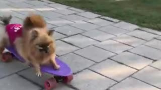 Pomeranians on a skate