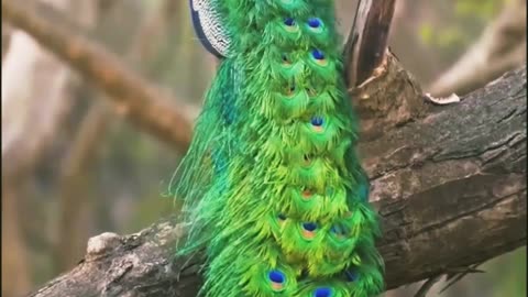 peacock