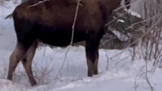 Bull moose in Houston, Alaska!