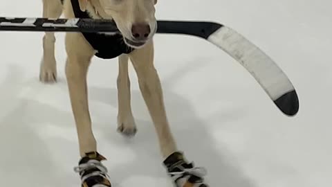 Ice Skating Dog Tap Dances Across Arena