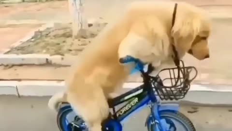 The Funny dog rides a bicycle |Funny animal videos| try not to laugh