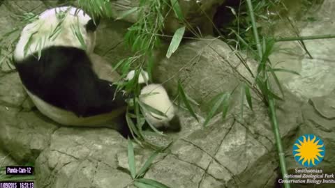 Panda cub Bei Bei takes first wobbly steps