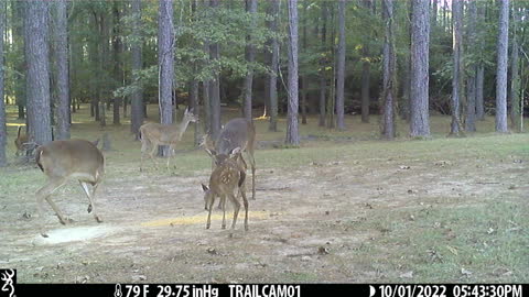 Yearling Buck Defending the Corn