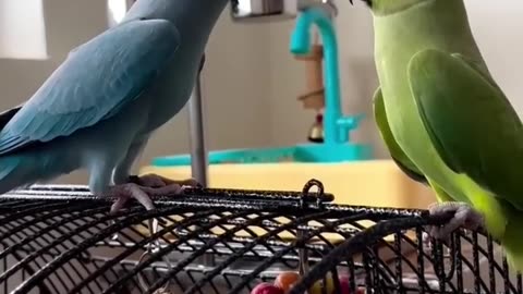 Amazing blue and green parrot