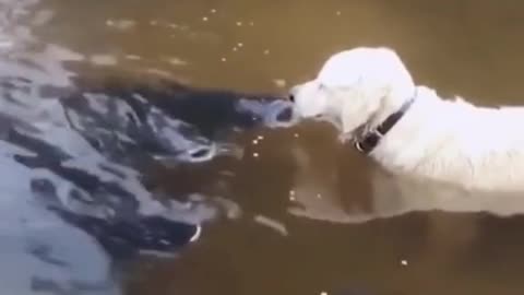 BRAVE DOG HUNT BIG FISH.mp4