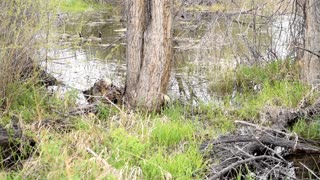 Ducks on lake