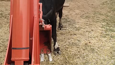 Bull vs backhoe battle royale