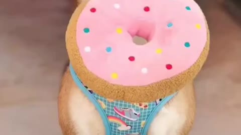 Cute dog video