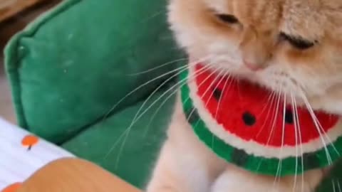 funny cat video cooking