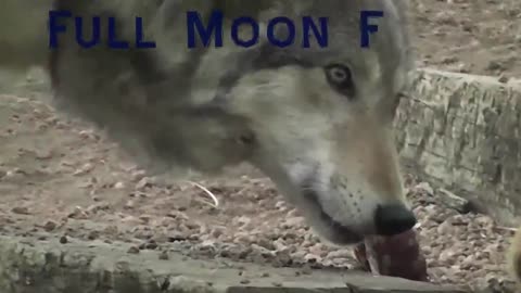 Wolf Howls! (Full Moon)