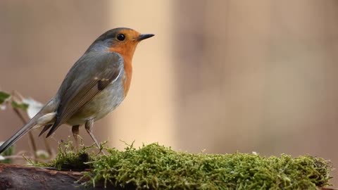 Robin Bird in forest | Free stock footage