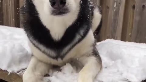 husky refuses to come inside!