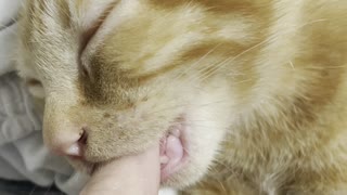 Foster Kitten Tries to Nurse on Thumb