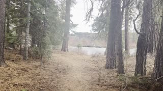 Exploring the Forest Shoreline of Deschutes River – Central Oregon – 4K