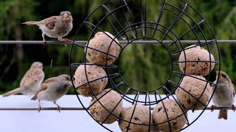 Bird & sparrow & sperling