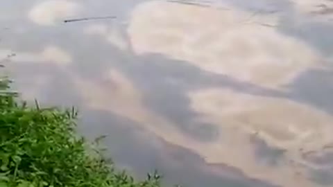 Así se ve el río Tibú ante el derrame de crudo de Caño Limón - Coveñas