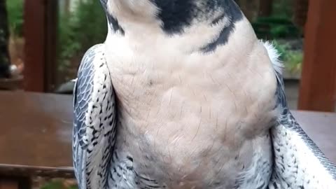 Pele, a Peregrine Falcon, flaunting his Malar Strips!