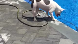 Inteligente perro crea su propia fuente de agua