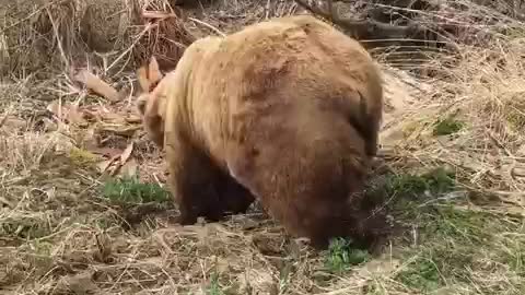 Bear walking by Lodge and rolling on shredded logs