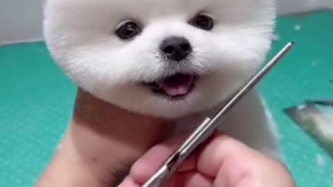 cute & funny dog