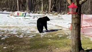 Woman Scares Black Bear off Bird Feeder in Backyard