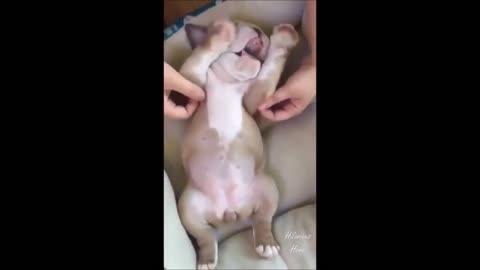 Funniest pet videos of the year