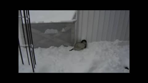 Funny Ferrets Are Big Snow Enthusiasts