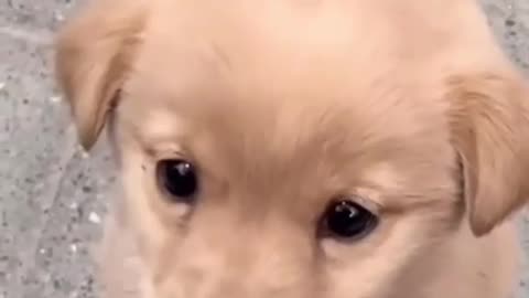 pretty funy dog video