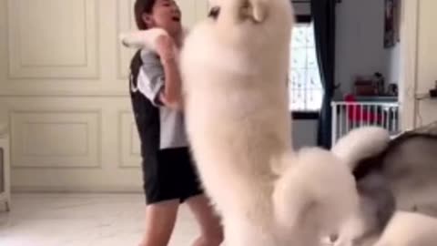 Giant Dog Gives Owner An Enormous Hug 54