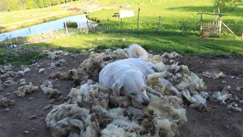 Livestock guard dog obsessed with sheep wool