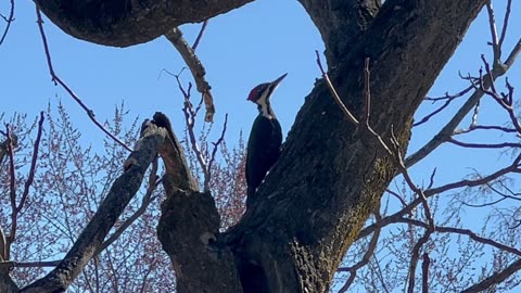Pileated Woodpecker. MIA for close to 2 years!