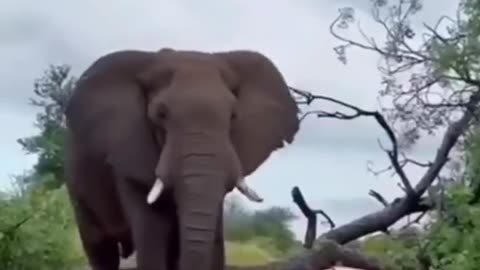 Elephants are more destructive than you might think