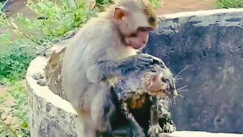 Amazing Rescue! Monkey Saves Little Cat From Well